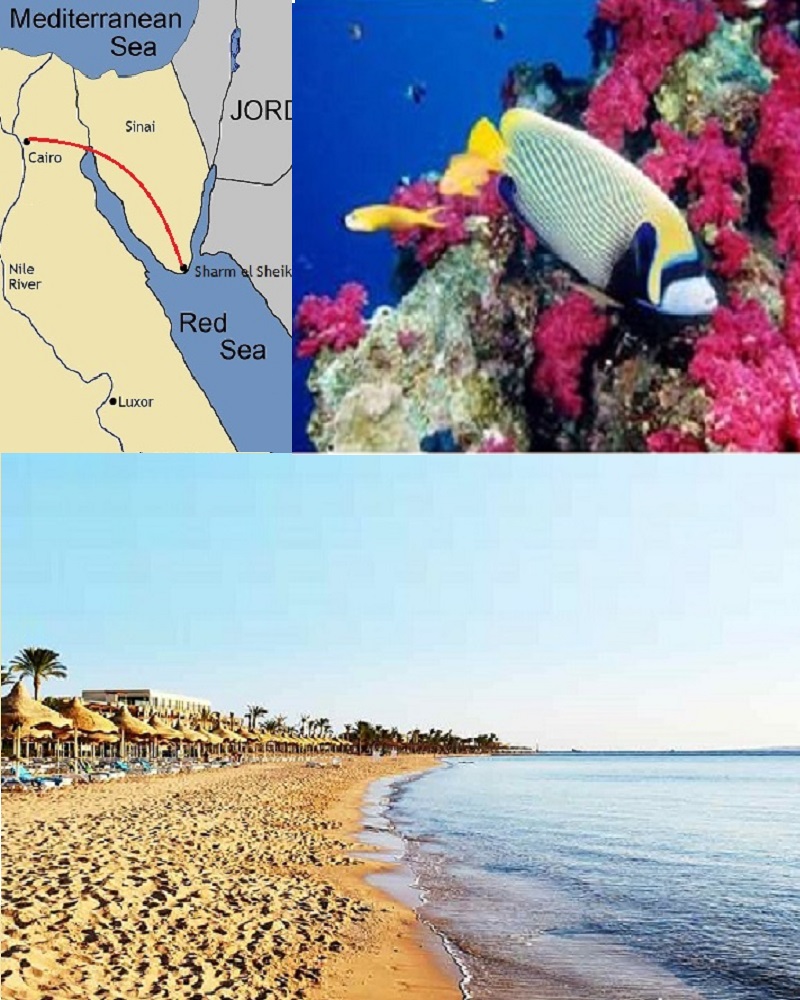 a map, picture od a colorful fish along a reef and a beach scene in sharm el sheik, Egypt